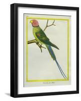 Seychelles Parakeet-Georges-Louis Buffon-Framed Giclee Print