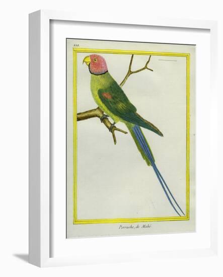 Seychelles Parakeet-Georges-Louis Buffon-Framed Giclee Print