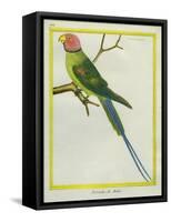 Seychelles Parakeet-Georges-Louis Buffon-Framed Stretched Canvas