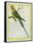 Seychelles Parakeet-Georges-Louis Buffon-Framed Stretched Canvas