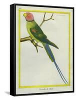 Seychelles Parakeet-Georges-Louis Buffon-Framed Stretched Canvas
