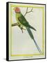 Seychelles Parakeet-Georges-Louis Buffon-Framed Stretched Canvas