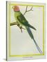 Seychelles Parakeet-Georges-Louis Buffon-Stretched Canvas