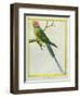 Seychelles Parakeet-Georges-Louis Buffon-Framed Giclee Print