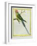 Seychelles Parakeet-Georges-Louis Buffon-Framed Giclee Print