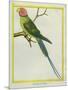 Seychelles Parakeet-Georges-Louis Buffon-Mounted Giclee Print