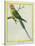 Seychelles Parakeet-Georges-Louis Buffon-Stretched Canvas