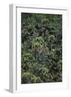 Seychelles, Praslin Island, Vallee De Mai Nature Reserve, Coco De Mer-null-Framed Giclee Print