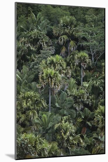 Seychelles, Praslin Island, Vallee De Mai Nature Reserve, Coco De Mer-null-Mounted Giclee Print