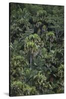 Seychelles, Praslin Island, Vallee De Mai Nature Reserve, Coco De Mer-null-Stretched Canvas