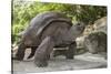 Seychelles, St. Anne Marine NP, Moyenne Island. Giant Aldabra Tortoise-Cindy Miller Hopkins-Stretched Canvas