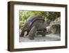 Seychelles, St. Anne Marine NP, Moyenne Island. Giant Aldabra Tortoise-Cindy Miller Hopkins-Framed Photographic Print