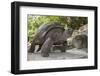 Seychelles, St. Anne Marine NP, Moyenne Island. Giant Aldabra Tortoise-Cindy Miller Hopkins-Framed Photographic Print