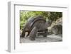 Seychelles, St. Anne Marine NP, Moyenne Island. Giant Aldabra Tortoise-Cindy Miller Hopkins-Framed Photographic Print