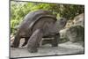 Seychelles, St. Anne Marine NP, Moyenne Island. Giant Aldabra Tortoise-Cindy Miller Hopkins-Mounted Photographic Print