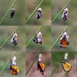 Amazing Moment about Butterfly Change Form Chrysalis-sezer66-Photographic Print