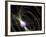 SGR 1806-20 Magnetar Including Magnetic Field Lines-Stocktrek Images-Framed Photographic Print