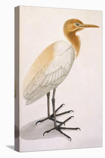 Sguacco Heron-null-Stretched Canvas