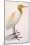 Sguacco Heron-null-Mounted Giclee Print