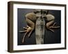 Shabango, an 8-Year-Old Iguana-Carolyn Kaster-Framed Photographic Print