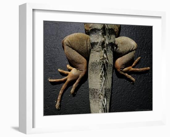 Shabango, an 8-Year-Old Iguana-Carolyn Kaster-Framed Photographic Print