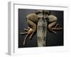 Shabango, an 8-Year-Old Iguana-Carolyn Kaster-Framed Photographic Print