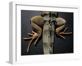 Shabango, an 8-Year-Old Iguana-Carolyn Kaster-Framed Photographic Print