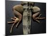 Shabango, an 8-Year-Old Iguana-Carolyn Kaster-Mounted Photographic Print