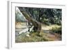 Shade in Olive Grove-Francesco Vinea-Framed Giclee Print