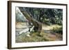 Shade in Olive Grove-Francesco Vinea-Framed Giclee Print