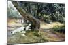 Shade in Olive Grove-Francesco Vinea-Mounted Giclee Print