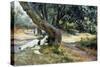 Shade in Olive Grove-Francesco Vinea-Stretched Canvas