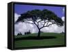 Shade Tree on Grassy Hill-Chris Rogers-Framed Stretched Canvas