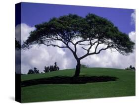 Shade Tree on Grassy Hill-Chris Rogers-Stretched Canvas