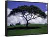 Shade Tree on Grassy Hill-Chris Rogers-Framed Stretched Canvas