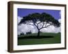 Shade Tree on Grassy Hill-Chris Rogers-Framed Photographic Print