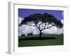 Shade Tree on Grassy Hill-Chris Rogers-Framed Photographic Print