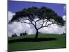 Shade Tree on Grassy Hill-Chris Rogers-Mounted Photographic Print