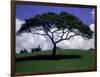 Shade Tree on Grassy Hill-Chris Rogers-Framed Photographic Print