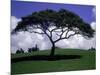 Shade Tree on Grassy Hill-Chris Rogers-Mounted Photographic Print