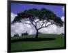 Shade Tree on Grassy Hill-Chris Rogers-Framed Photographic Print