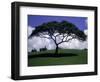 Shade Tree on Grassy Hill-Chris Rogers-Framed Photographic Print