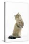 Shaded Golden Persian on Hind Legs-null-Stretched Canvas