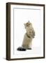 Shaded Golden Persian on Hind Legs-null-Framed Photographic Print