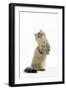 Shaded Golden Persian on Hind Legs-null-Framed Photographic Print