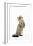 Shaded Golden Persian on Hind Legs-null-Framed Photographic Print