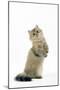 Shaded Golden Persian on Hind Legs-null-Mounted Photographic Print