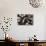 Shades Of Coffee-Dina Belenko-Mounted Giclee Print displayed on a wall