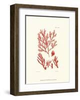 Shades of Coral IV-null-Framed Art Print