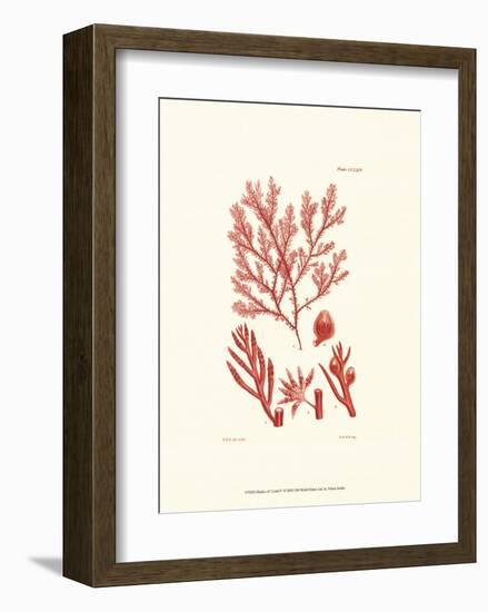 Shades of Coral IV-null-Framed Art Print